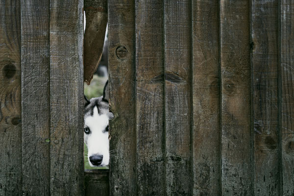 dog-peeping